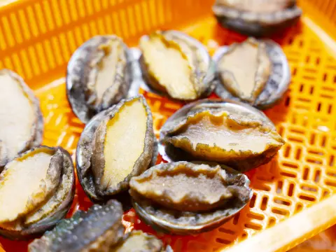 Hàu