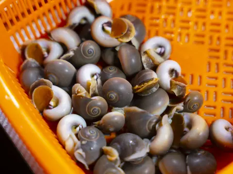 Ốc Mỡ