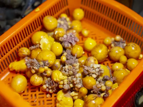 Trứng Non