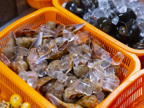 Ốc Nhảy