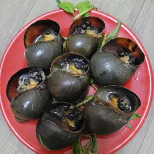 Ốc Bươu Hấp Sả